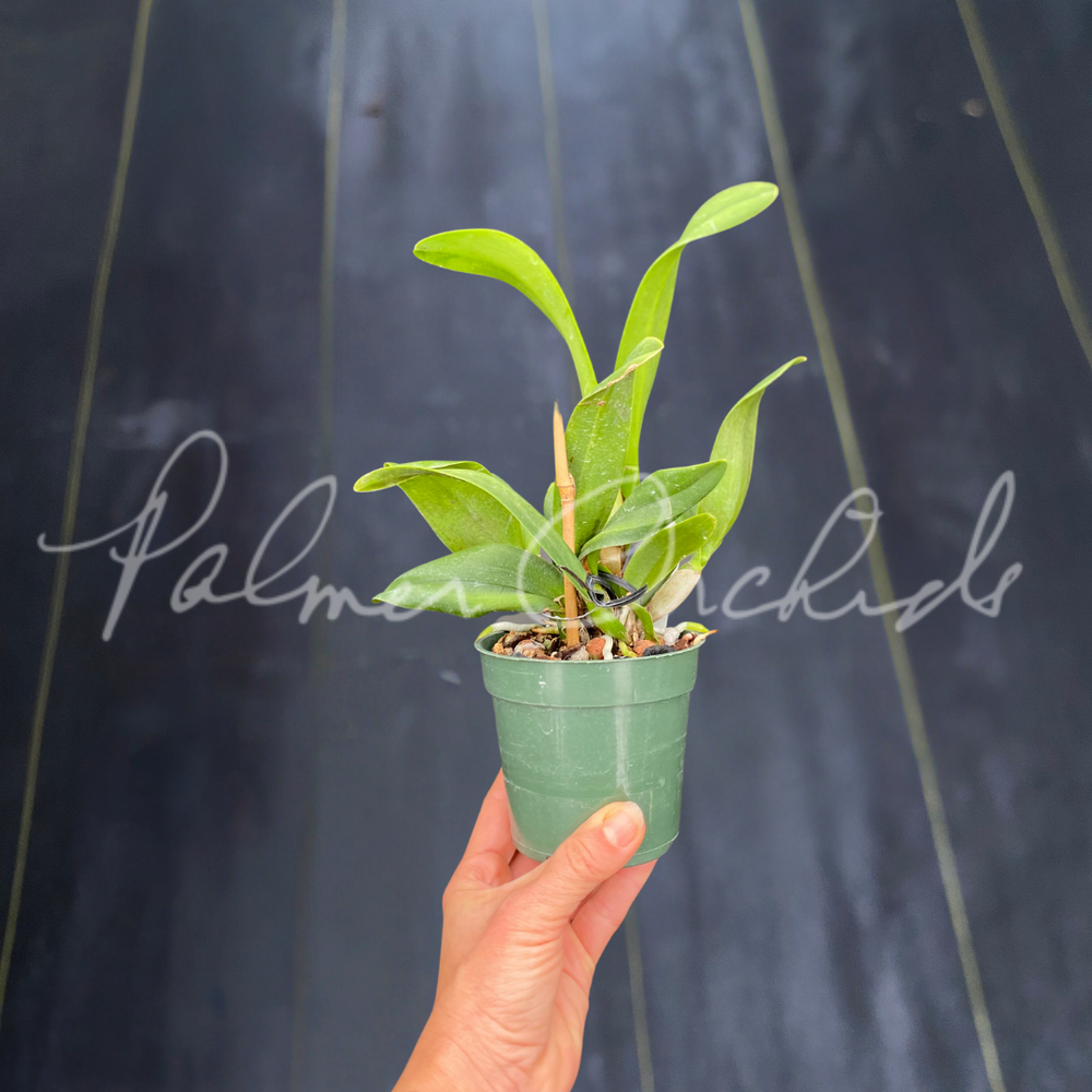 Rth. Spring Blaze — Palmer Orchids